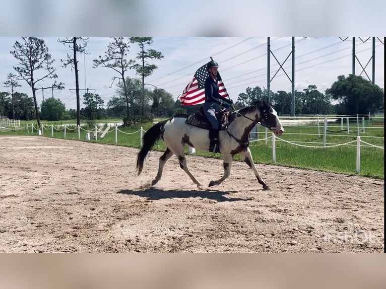 American Quarter Horse Gelding 13 years 16.1 hh Overo-all-colors in Christmas FL