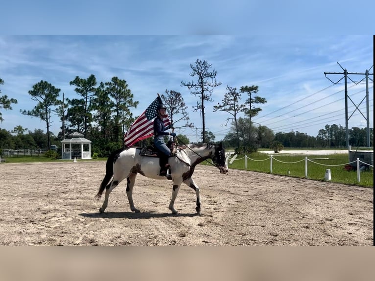 American Quarter Horse Gelding 13 years 16.1 hh Overo-all-colors in Christmas FL