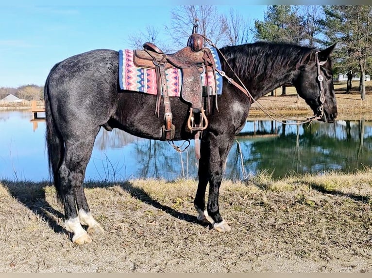 American Quarter Horse Gelding 13 years 16,1 hh Roan-Blue in Robards