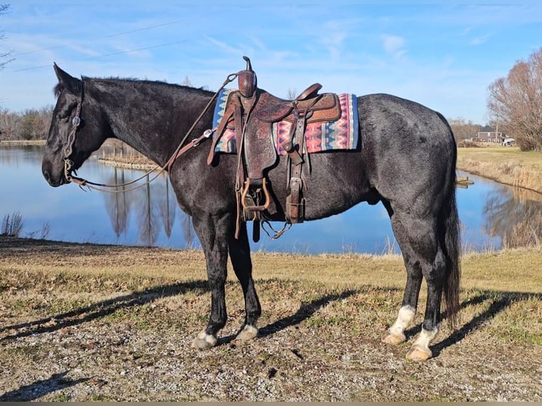 American Quarter Horse Gelding 13 years 16,1 hh Roan-Blue in Robards