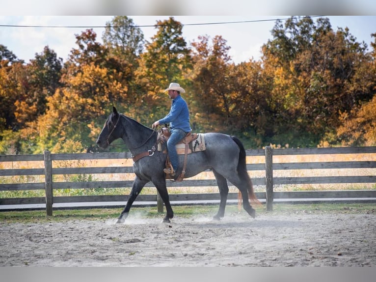 American Quarter Horse Gelding 13 years 16,1 hh Roan-Blue in Middletown OH