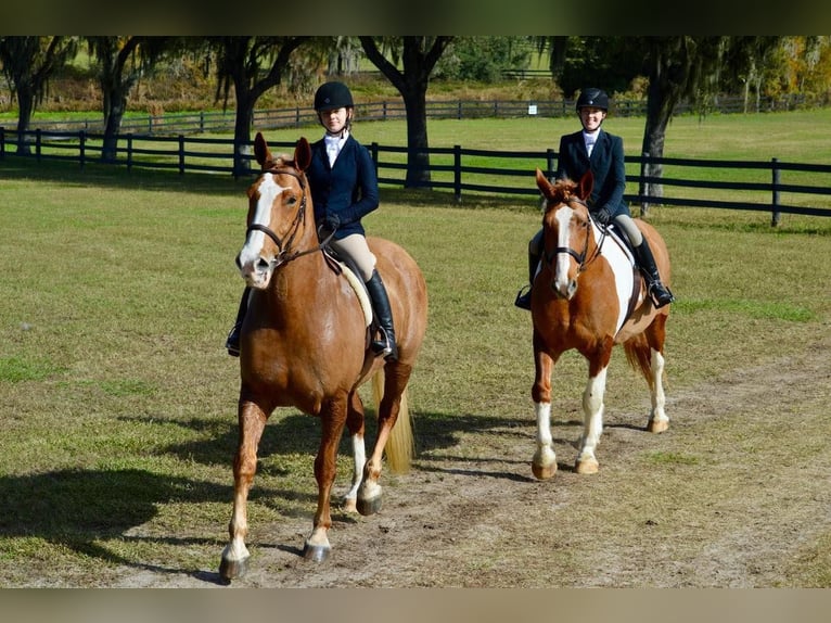 American Quarter Horse Gelding 13 years 16,2 hh Chestnut in Ocala FL