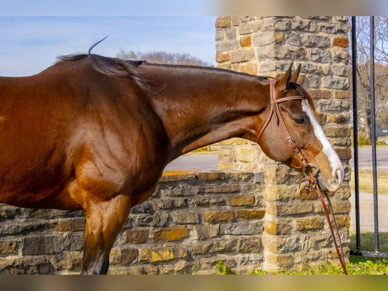 American Quarter Horse Gelding 13 years 16 hh Bay in Mckinney