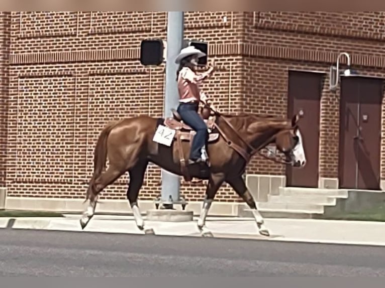 American Quarter Horse Gelding 13 years 16 hh Chestnut in Stephenville TX