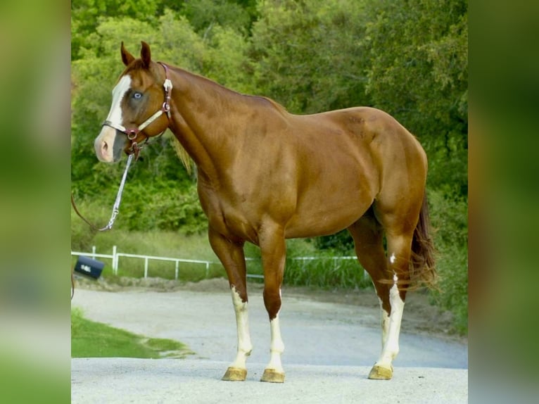 American Quarter Horse Gelding 13 years 16 hh Chestnut in Stephenville TX