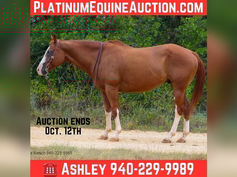 American Quarter Horse Gelding 13 years 16 hh Chestnut in Stephenville TX