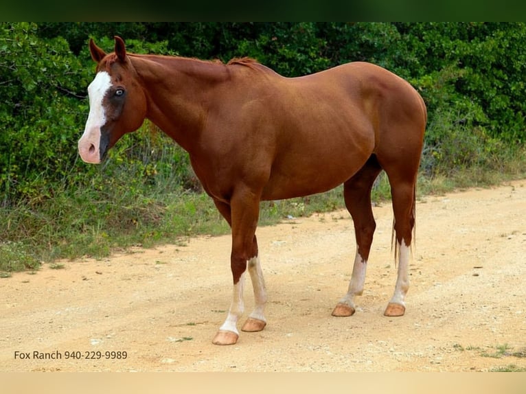 American Quarter Horse Gelding 13 years 16 hh Chestnut in Stephenville TX
