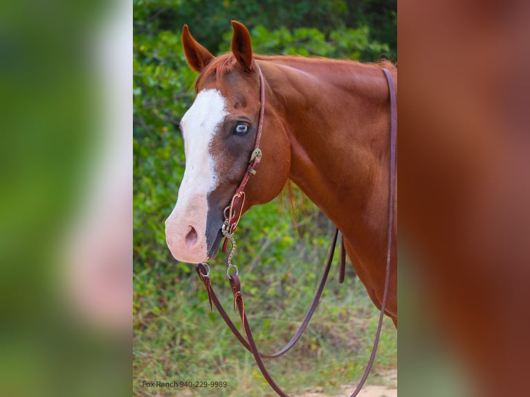 American Quarter Horse Gelding 13 years 16 hh Chestnut in Stephenville TX