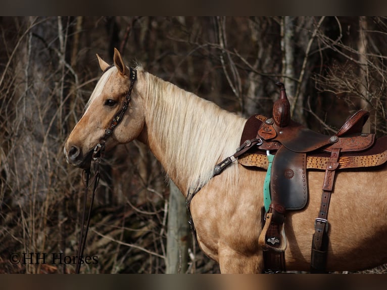 American Quarter Horse Gelding 13 years 16 hh Palomino in Flemingsburg KY