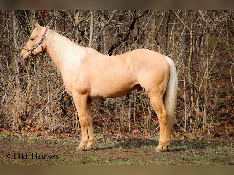 American Quarter Horse Gelding 13 years 16 hh Palomino in Flemingsburg KY