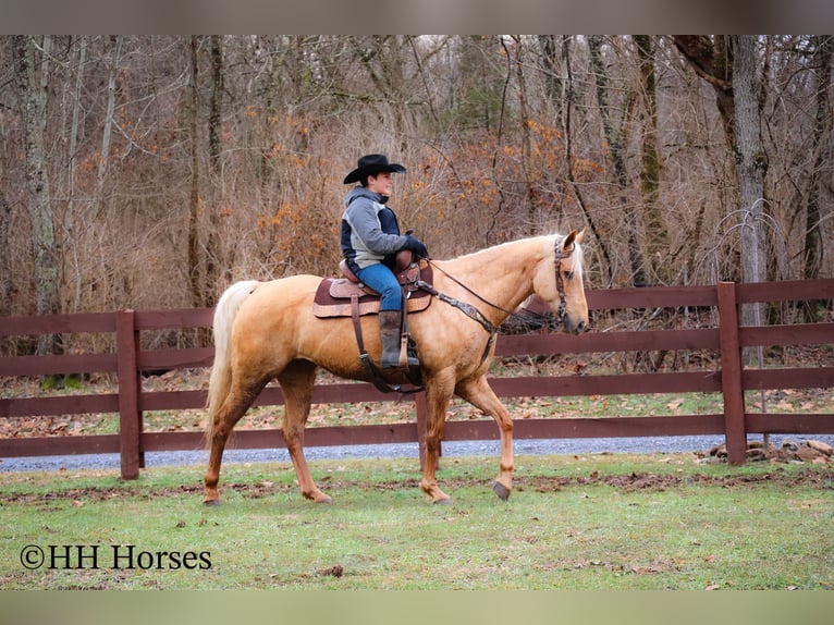 American Quarter Horse Gelding 13 years 16 hh Palomino in Flemingsburg KY