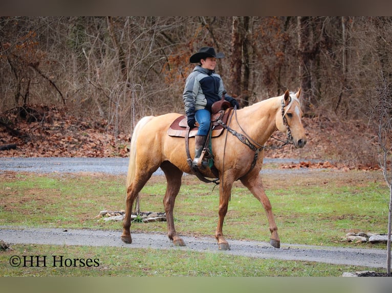 American Quarter Horse Gelding 13 years 16 hh Palomino in Flemingsburg KY