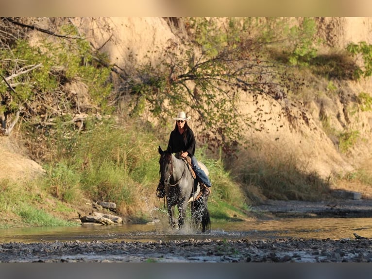 American Quarter Horse Gelding 13 years 16 hh Roan-Blue in WEATHERFORD, TX