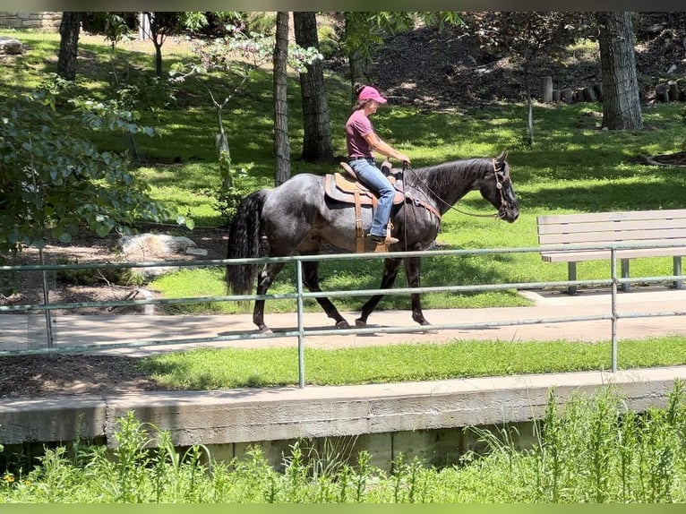 American Quarter Horse Gelding 13 years 16 hh Roan-Blue in WEATHERFORD, TX