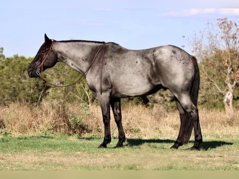 American Quarter Horse Gelding 13 years 16 hh Roan-Blue in WEATHERFORD, TX