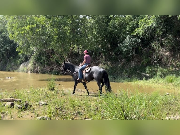 American Quarter Horse Gelding 13 years 16 hh Roan-Blue in WEATHERFORD, TX