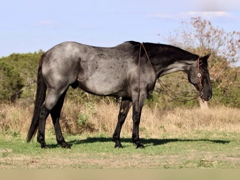 American Quarter Horse Gelding 13 years 16 hh Roan-Blue in WEATHERFORD, TX