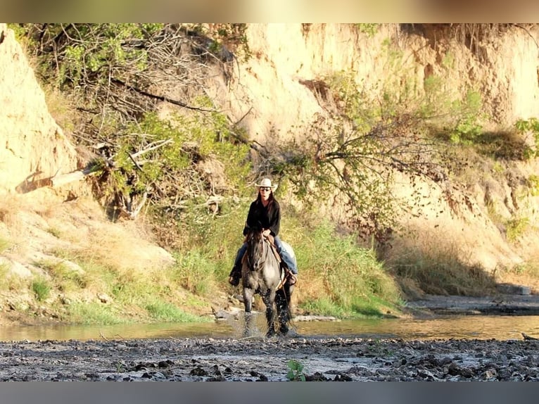 American Quarter Horse Gelding 13 years 16 hh Roan-Blue in WEATHERFORD, TX