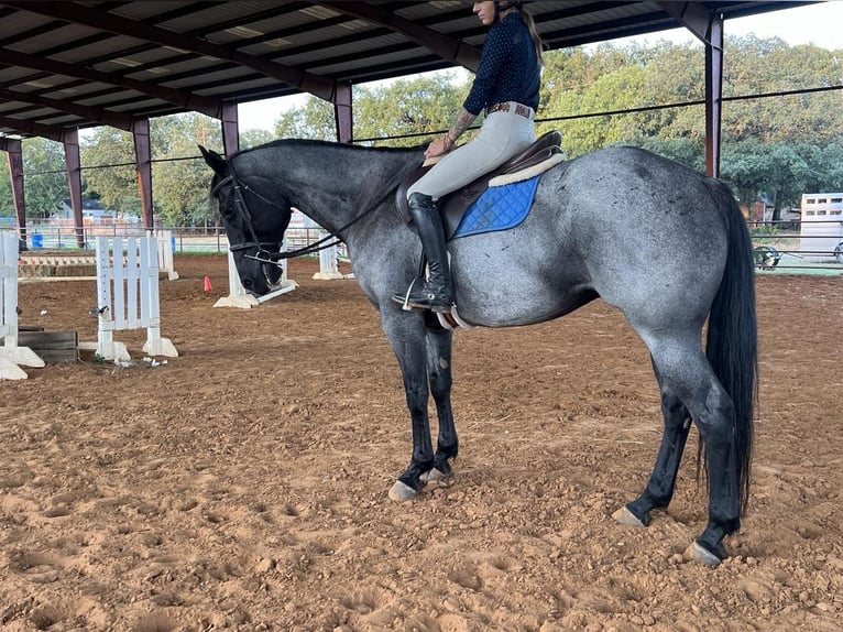 American Quarter Horse Gelding 13 years 16 hh Roan-Blue in WEATHERFORD, TX