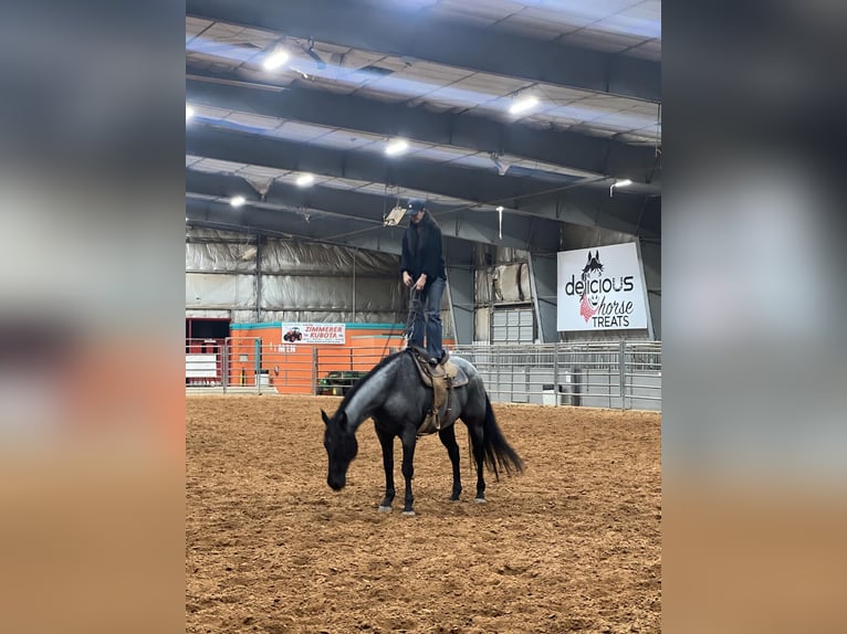 American Quarter Horse Gelding 13 years 16 hh Roan-Blue in WEATHERFORD, TX