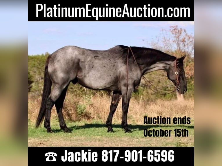 American Quarter Horse Gelding 13 years 16 hh Roan-Blue in WEATHERFORD, TX