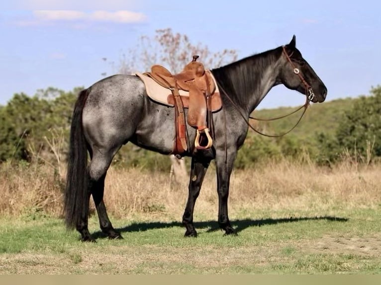 American Quarter Horse Gelding 13 years 16 hh Roan-Blue in WEATHERFORD, TX