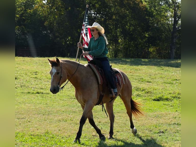 American Quarter Horse Gelding 13 years 16,2 hh Buckskin in Quitman