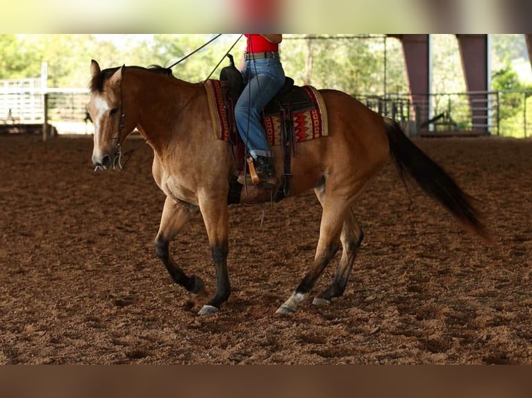 American Quarter Horse Gelding 13 years 16,2 hh Buckskin in Quitman