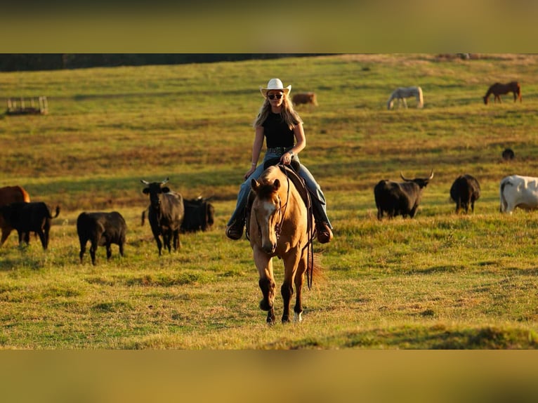 American Quarter Horse Gelding 13 years 16,2 hh Buckskin in Quitman