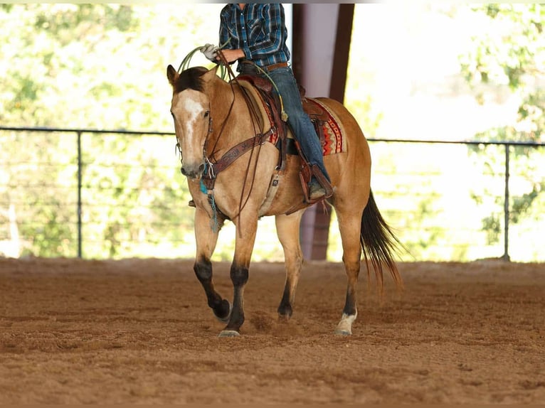American Quarter Horse Gelding 13 years 16,2 hh Buckskin in Quitman