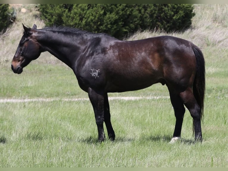 American Quarter Horse Gelding 13 years Bay in Mineral Wells