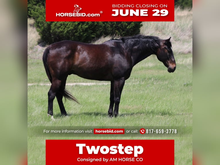 American Quarter Horse Gelding 13 years Bay in Mineral Wells