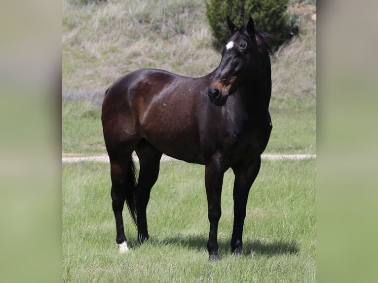 American Quarter Horse Gelding 13 years Bay in Mineral Wells
