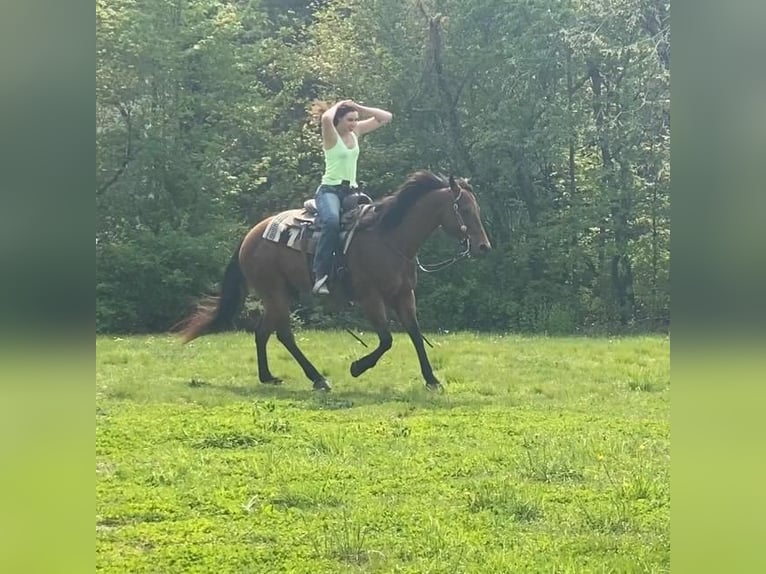 American Quarter Horse Mix Gelding 13 years Bay in Grandby, CT