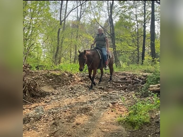 American Quarter Horse Mix Gelding 13 years Bay in Grandby, CT