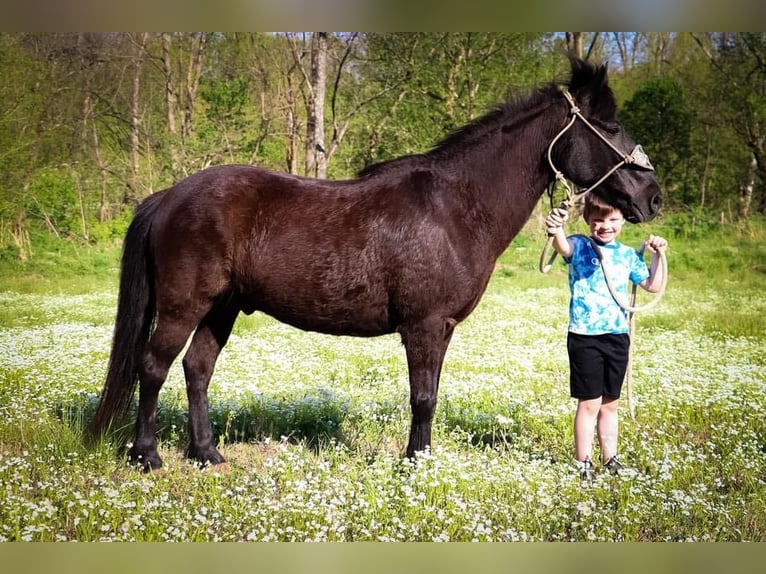 American Quarter Horse Gelding 13 years Black in Hillsboro KY