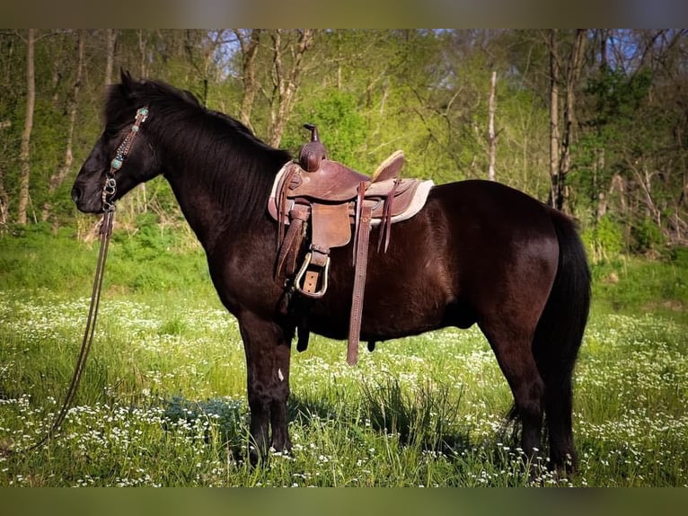 American Quarter Horse Gelding 13 years Black in Hillsboro KY