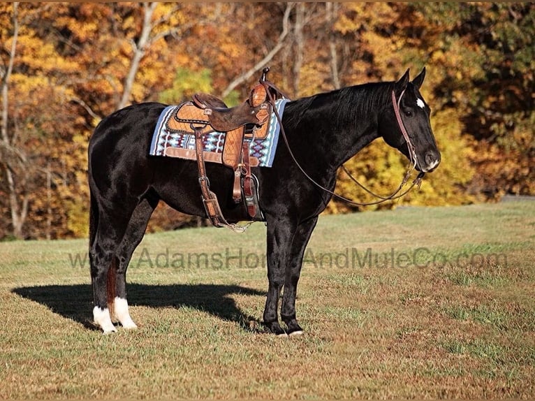 American Quarter Horse Gelding 13 years Black in Mount Vernon