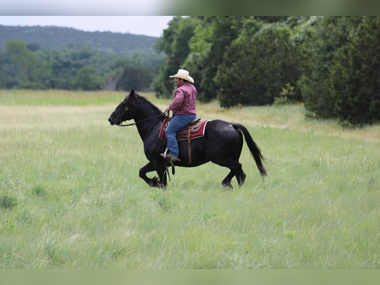 American Quarter Horse Gelding 13 years Black in STEPHENVILLE, TX