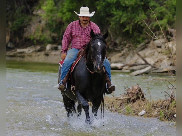 American Quarter Horse Gelding 13 years Black in STEPHENVILLE, TX