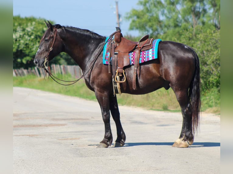 American Quarter Horse Gelding 13 years Black in STEPHENVILLE, TX