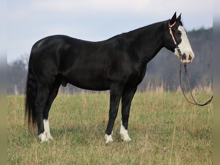 American Quarter Horse Gelding 13 years Black in Brodhead KY