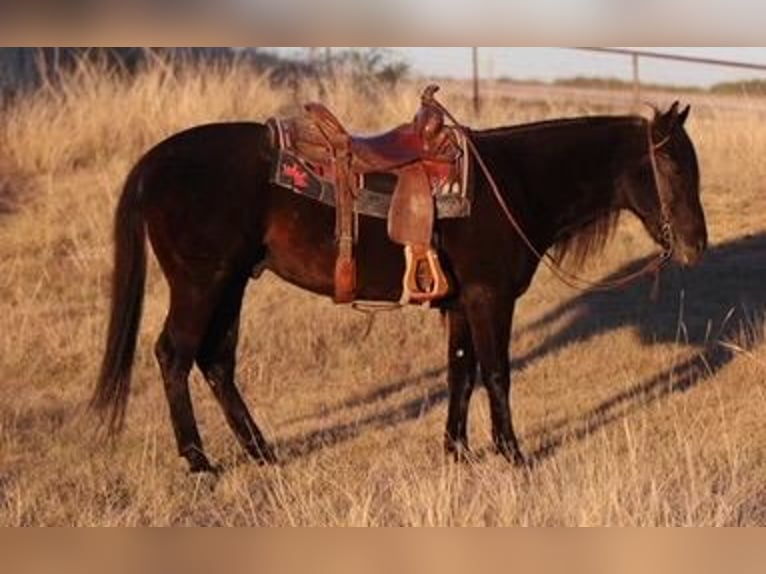 American Quarter Horse Gelding 13 years Black in Mineral Wells TX