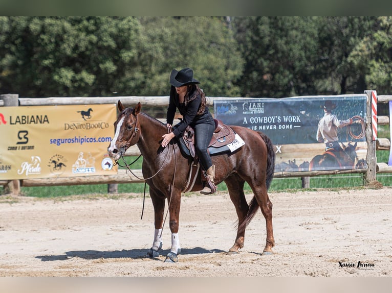 American Quarter Horse Gelding 13 years Brown in Castellbell I El Vilar
