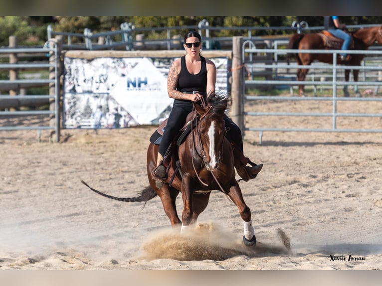 American Quarter Horse Gelding 13 years Brown in Castellbell I El Vilar