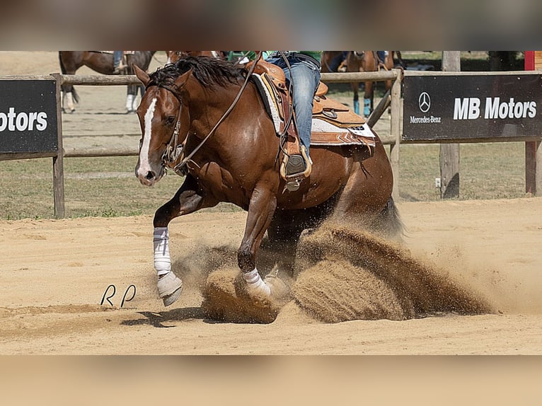 American Quarter Horse Gelding 13 years Brown in Castellbell I El Vilar