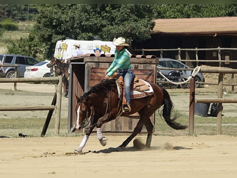 American Quarter Horse Gelding 13 years Brown in Castellbell I El Vilar