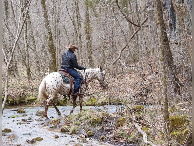 American Quarter Horse Gelding 13 years Brown in Mountain Grove MO