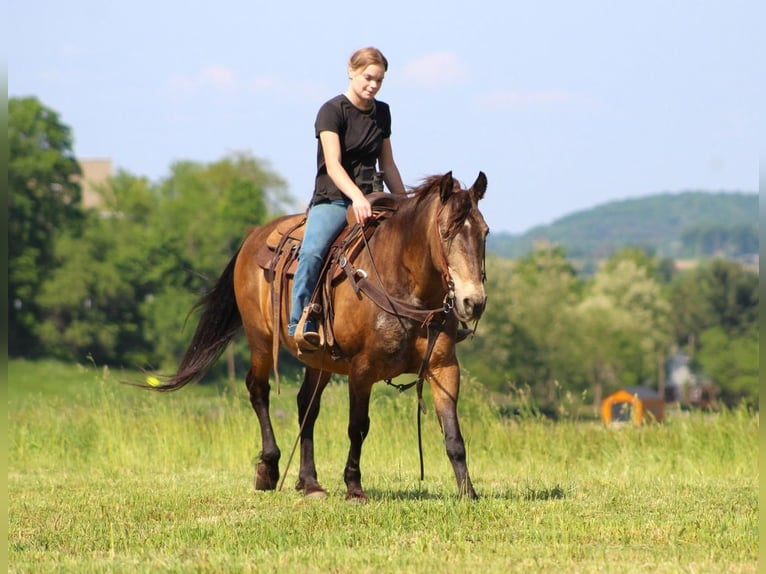 American Quarter Horse Gelding 13 years Buckskin in Clarion, PA