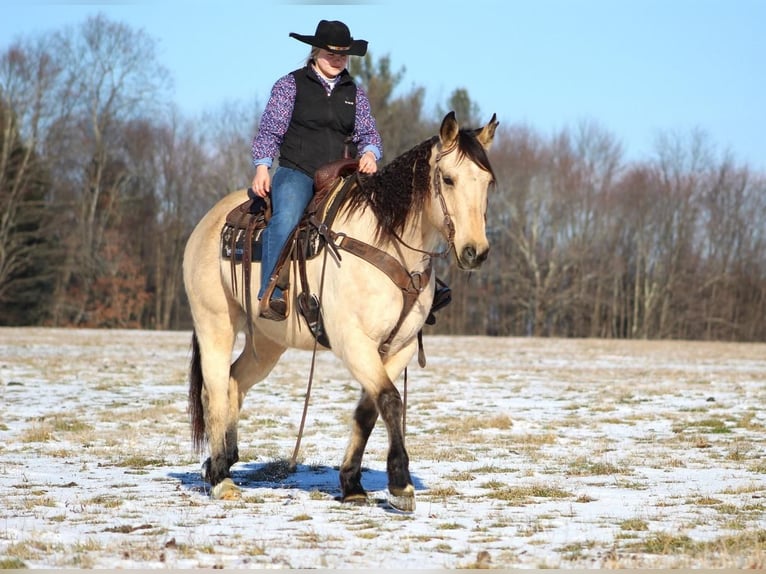 American Quarter Horse Mix Gelding 13 years Buckskin in Clarion, PA